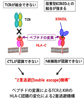ペプチドの変異によるTCRとKIRのHLA-C認識の変化による2重逃避機構
