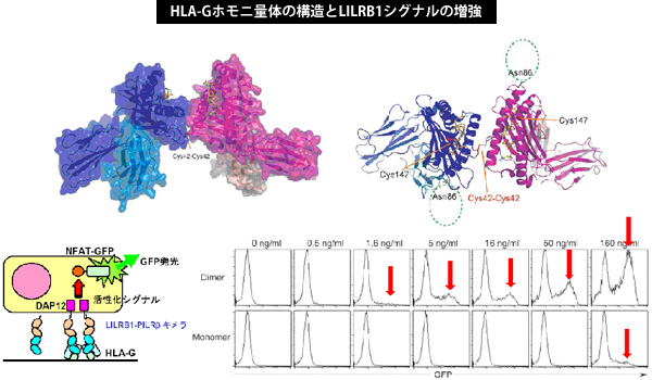 HLA-Gホモニ量体の構造とLILRB1シグナルの増強