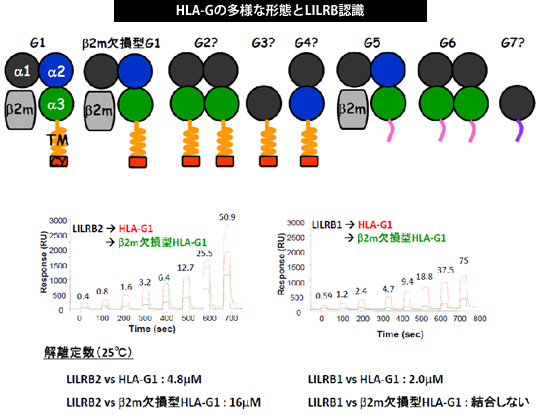 HLA-Gの多様な形態とLILRB認識