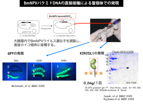 BmNPVバクミドDNAの直接接種による蚕個体での発現