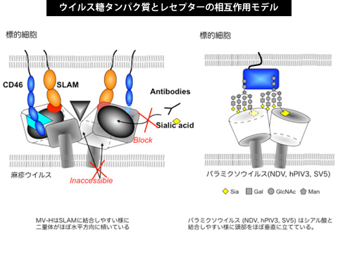 ウイルス糖タンパク質とレセプターの相互作用モデル